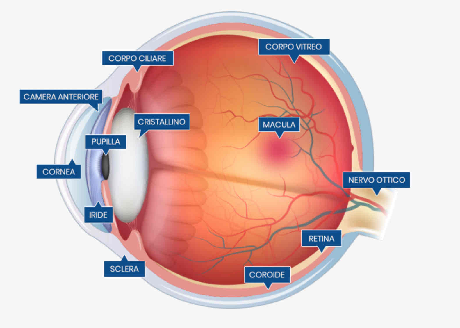 <p>Forma una capsula del calice ottico in due strati:</p><ul><li><p>membrana coroide, strato trofico del bulbo oculare. Ai margini del calice si interrompe e forma la camera anteriore dell’occhio, una cavità con fluido interstiziale.</p></li><li><p>Sclera, strato meccanico di protezione del bulbo oculare (lo strato più esterno di tutti)</p></li></ul>