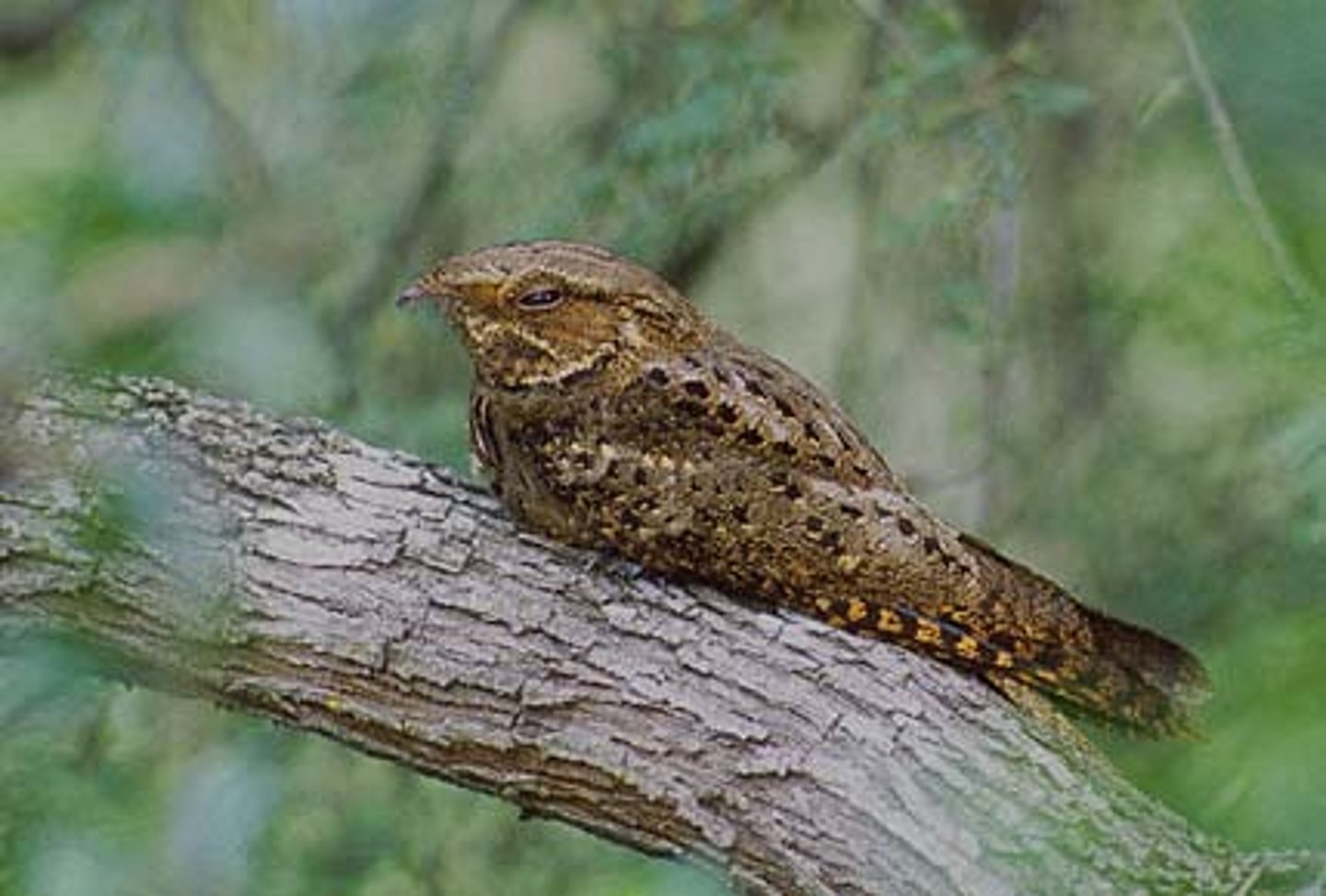 <p>Caprimulgiformes</p><p>Caprimulgidae</p>