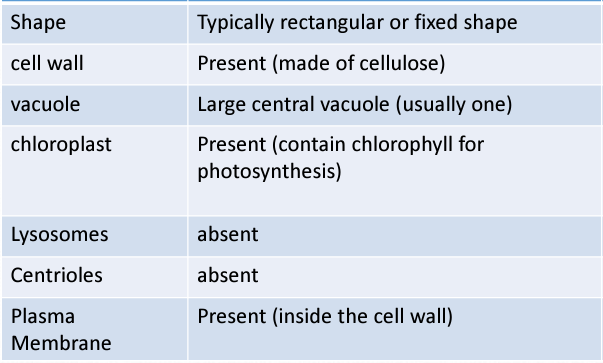 <p>what kind of cell is this?</p>