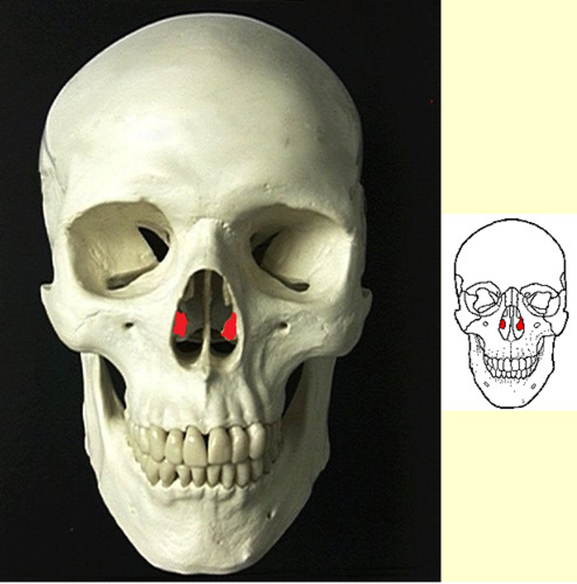 <p>the lower projections of the nasal cavity</p>
