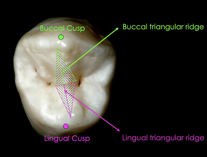 <p>yes (2) buccal and lingual triangular ridge together form a transverse ridge</p>