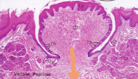 <p>Papilas calciformes</p>