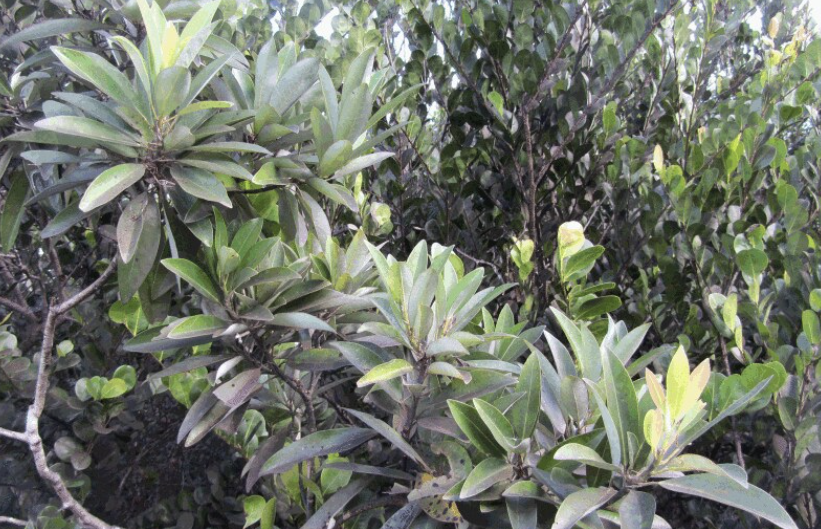 <p>Pleasant smell, orange hairs on underside</p>