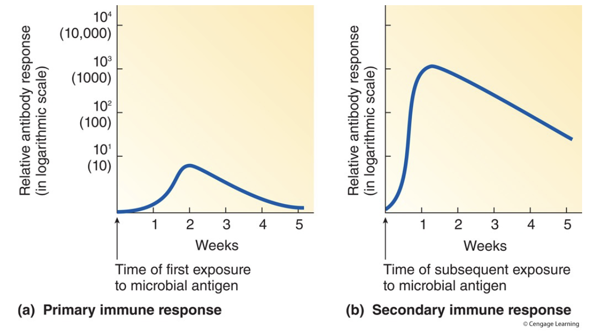 <ul><li><p>Primary Antibody Response</p><ul><li><p>In response to first antigen exposure</p></li><li><p>Takes a few weeks</p></li><li><p>Moderate concentration of low-medium strength antibodies</p></li></ul></li><li><p>Secondary Antibody Response</p><ul><li><p>In response to subsequent antigen exposure</p></li><li><p>Takes a few days</p></li><li><p>High concentration of high-strength antibodies</p></li></ul></li></ul><p></p>