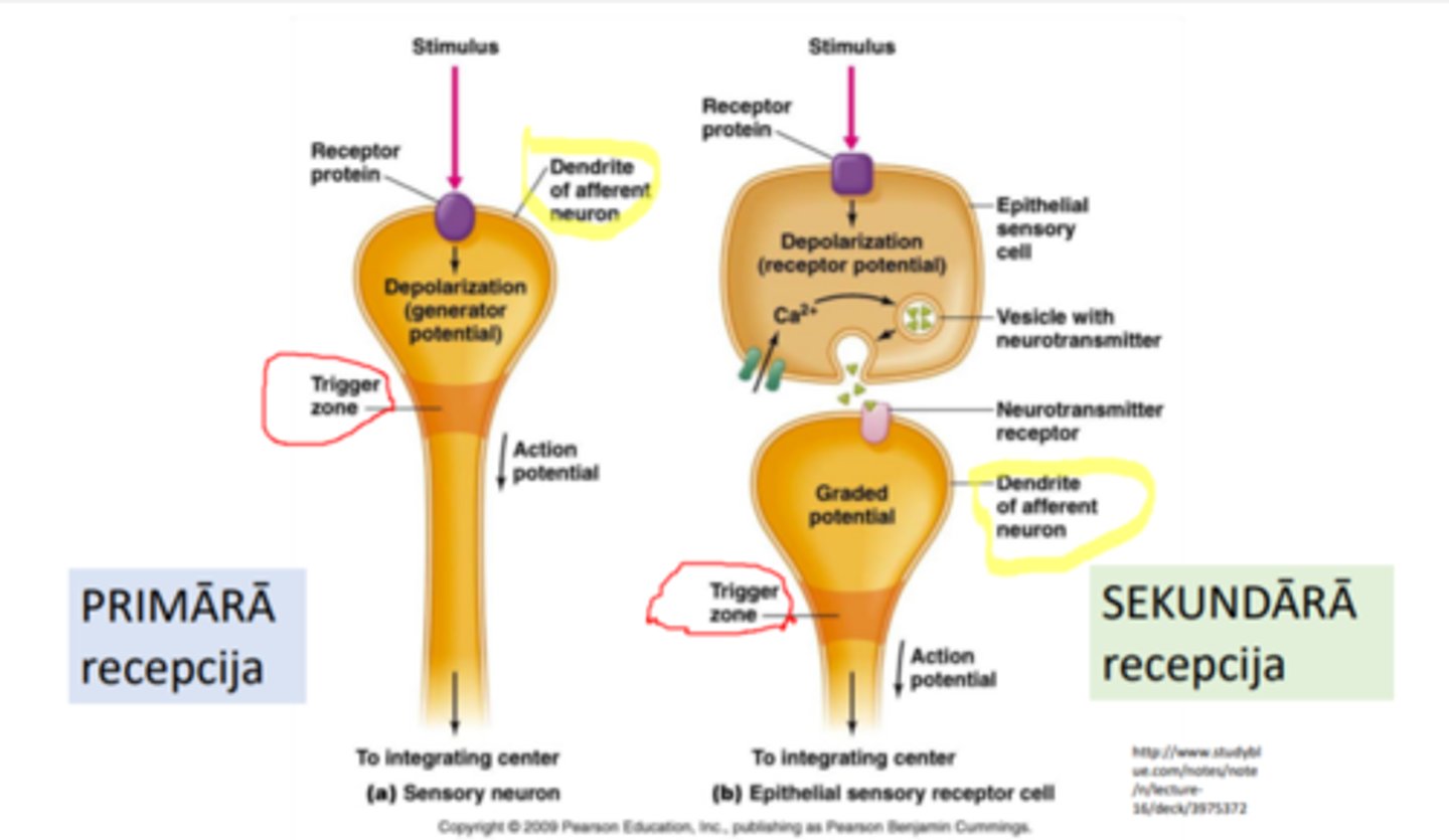 <p>• primārā recepcija</p><p>• sekundāru recepcija</p>