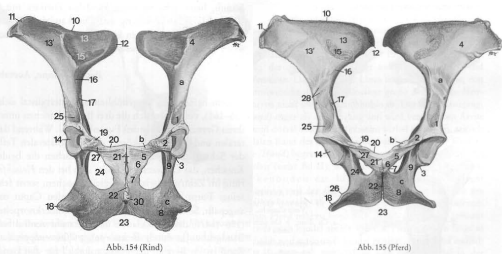 <p>Rappel structures osseuses → Bassin ventral</p>