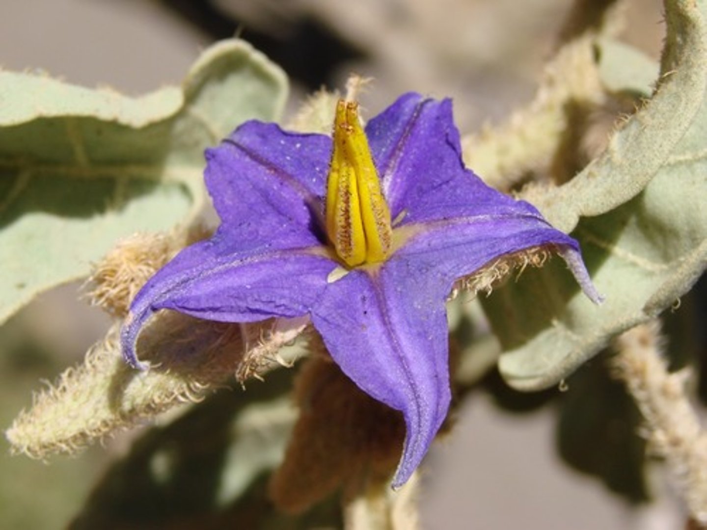 <p>atropine-like (parasympatholytic)</p><p>tx = physostigmine</p>