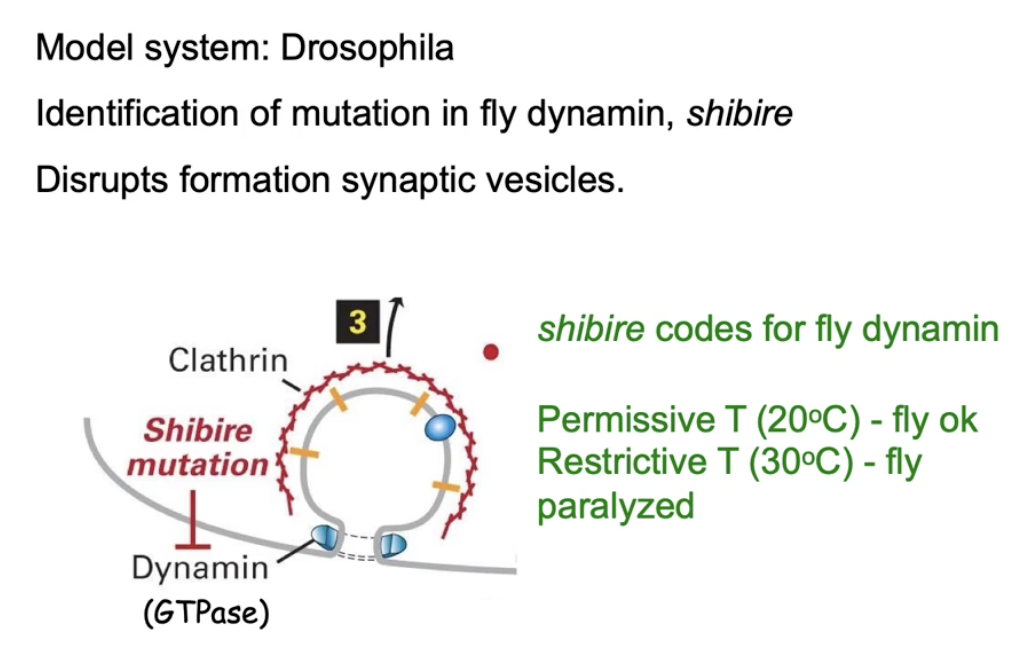 <ul><li><p><strong>Permissive temp (25°C):</strong></p><ul><li><p>Dynamin folds properly</p></li><li><p>Vesicle formation occurs</p></li><li><p>Neurotransmitters released</p></li><li><p>Flies behave normally</p></li></ul></li><li><p><strong>Restrictive temp (30°C):</strong></p><ul><li><p>Dynamin becomes misfolded (non-functional)</p></li><li><p><strong>No vesicle formation</strong></p></li><li><p><strong>No neurotransmitter release</strong></p></li><li><p>Flies become <strong>paralyzed</strong></p></li></ul></li></ul><p></p>