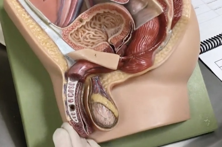 <p>Description: Body of erectile tissues</p><p>Relationship: Transmits urine and semen</p>