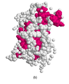 <p>Look at the image. What peptide hormone is this?</p>