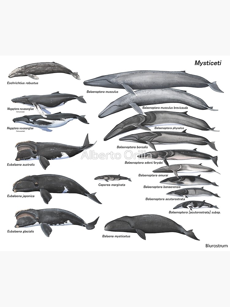 <p>Baleen whales</p>