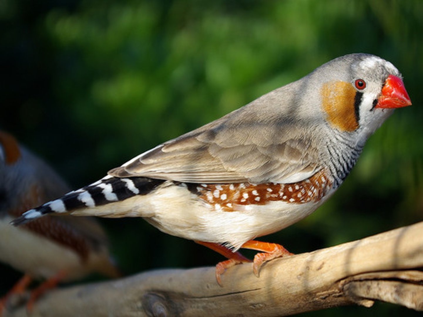 <p>Can impact males by impacting their ability to attract mates </p><p>(which lowers their fitness)</p><p>----------------</p><p>HOW?</p><p>- coloration in secondary sexual characteristics may be affected resulting in female species choosing another mate</p><p>----------------</p><p>EXAMPLE: </p><p>- color of zebra finch beak depends on the level of carotenoid pigments derived from diet</p><p>(only male finches with few parasites and disease have enough pigment to make a red beak) </p>