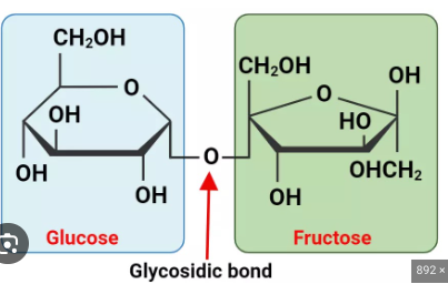 <p>Glucose + Fructose</p>