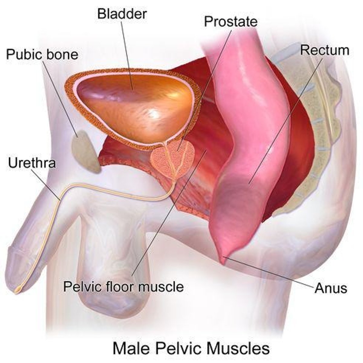 <p>A gland that produces fluid that nourishes and transports sperm.</p>