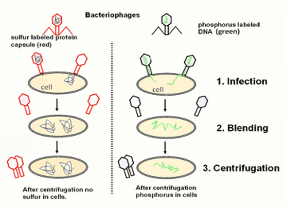 <p>Showed DNA and not protein is genetic material</p>