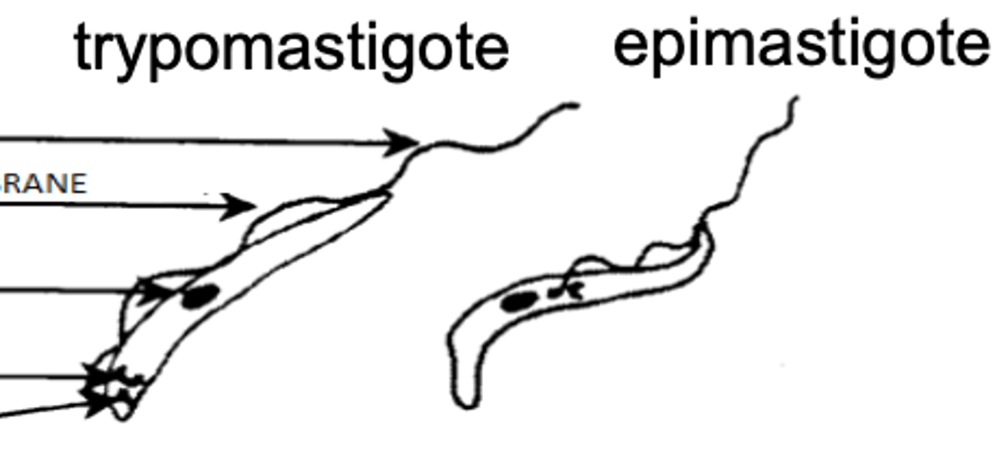 <p>what genus do these belong to?</p>