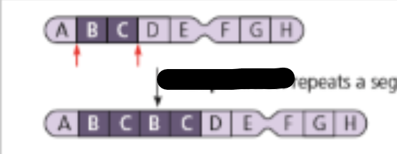 <p>portions of chromosome are copied</p><ul><li><p>ex: Charcot Marie Tooth Disease</p></li></ul><p></p>
