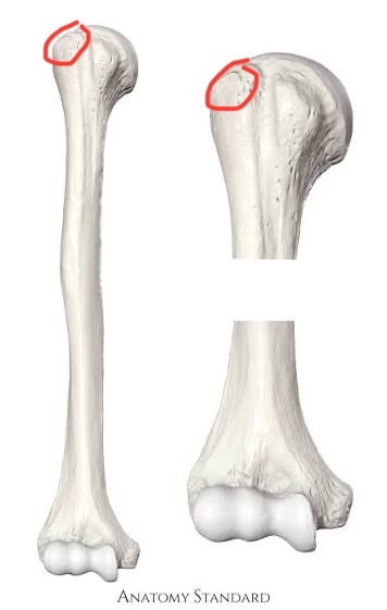 <p>humerus, larger bump on head, more lateral pointing</p>
