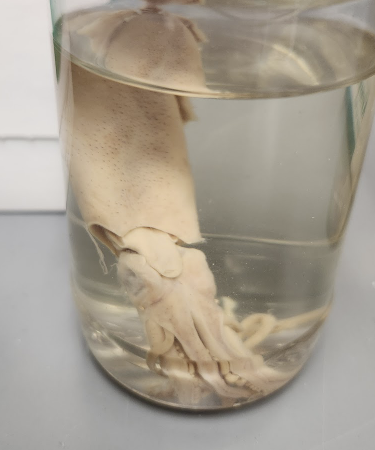 <p>What is in the jar?</p>