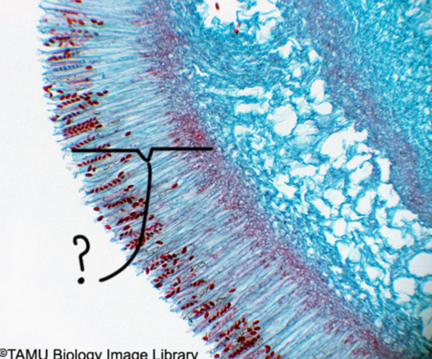 <p>The fruiting body of an ascomycete fungus, often containing the hymenial layer and developing from the mycelium, serving as a reproductive structure.</p>