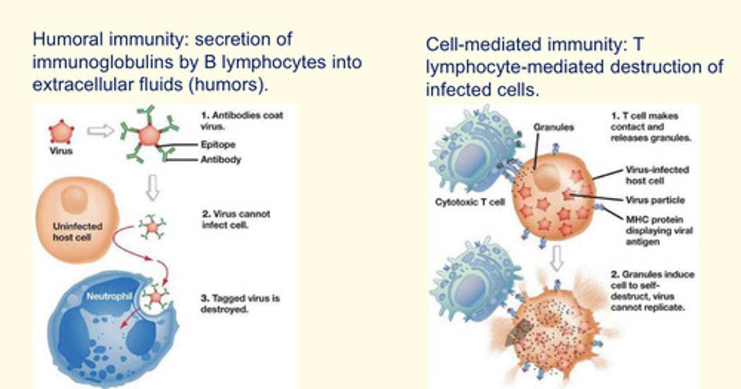 <p>1. Humoral immunity: secretion of immunoglobulins by B lymphocytes into extracellular fluids (humours)</p><p>2. Cell-mediated immunity: T lymphocyte-mediated destruction of infected cells (via cytotoxic lysozymes).</p>
