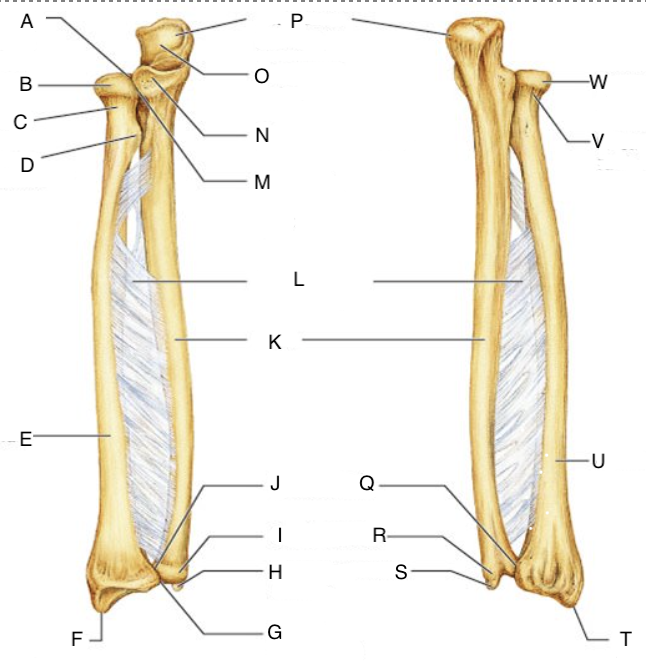 <p>M</p>