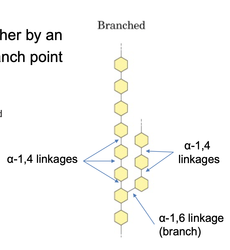 <p>alpha-1,4 chains of glucose</p><p>alpha-1.6 glycosidic link to create branch</p>