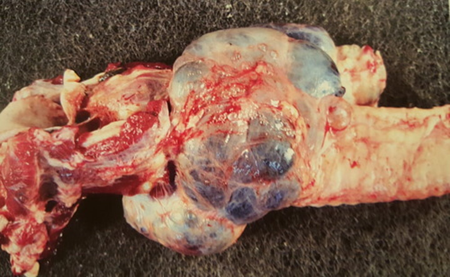 <p>Gl. thyroidea fra okse. Patoanatomisk diagnose?</p>
