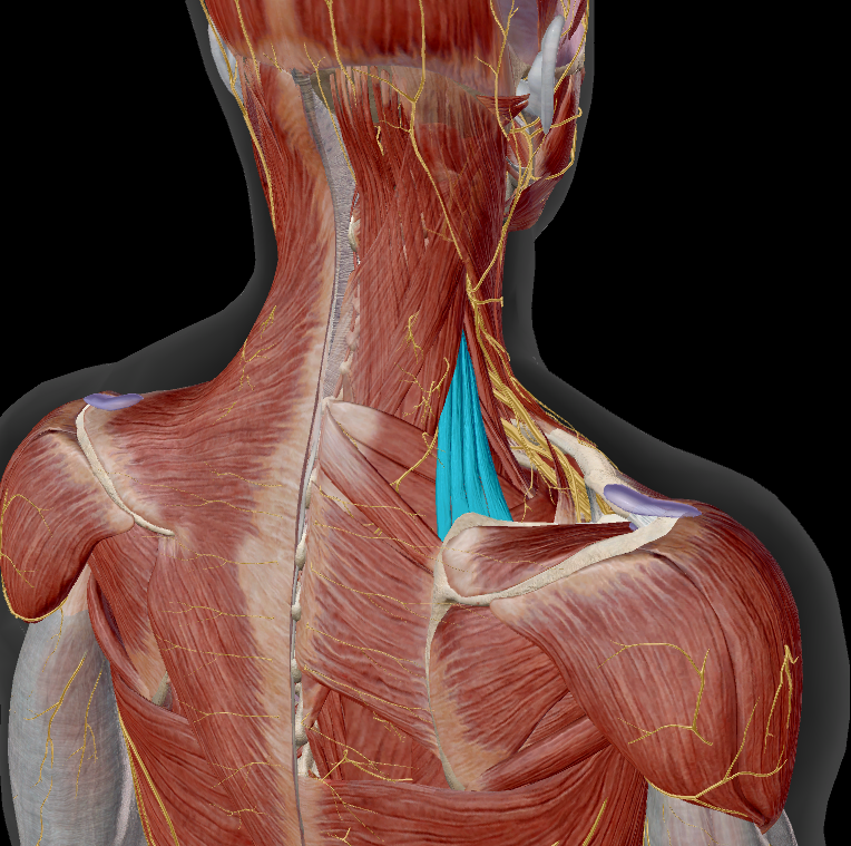 <p>weg: m. trapezius</p>