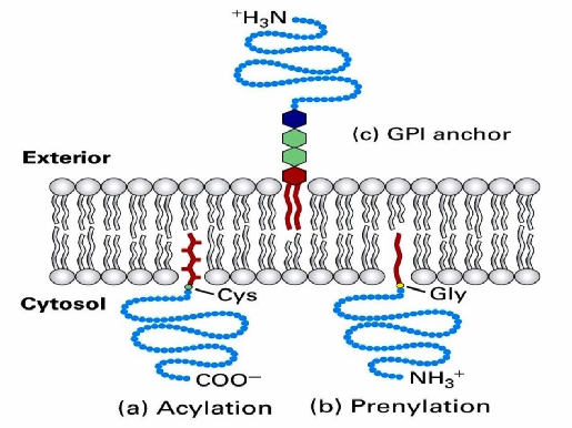 <ul><li><p>Associated with one leaflet by covalently attached lipid modifications&nbsp;</p></li><li><p>During synthesis, they’re modified by acetylation&nbsp;</p><ul><li><p>14C or 16C long acyl chains&nbsp;</p></li><li><p>Attaches lipid anchor to the N-terminus</p></li></ul></li><li><p>And also prenylation&nbsp;</p><ul><li><p>15C OR 20C long unsaturated chains&nbsp;</p></li><li><p>Adds lipis anchor to C-terminus&nbsp;</p></li></ul></li><li><p>Some lipid-anchored proteins have a structure called GPI anchor that forms hydrophobic anchor&nbsp;</p><ul><li><p>enables the association of a protein to membrane&nbsp;</p></li></ul></li></ul><p></p>