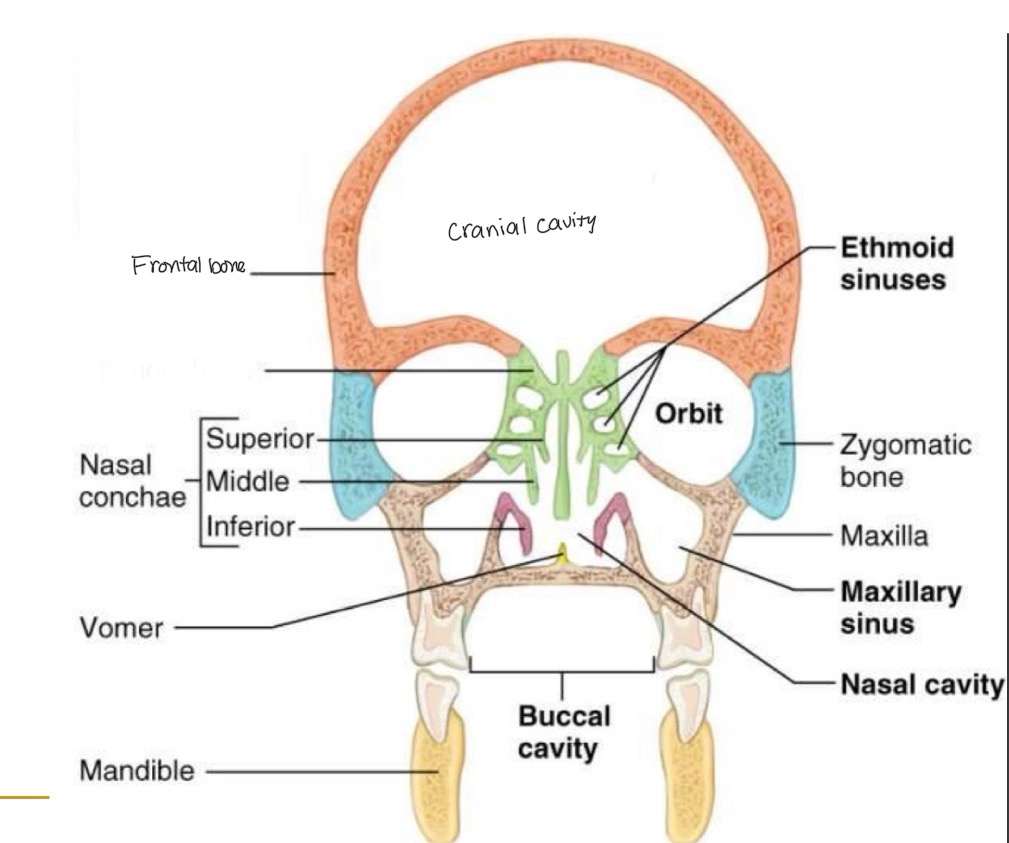 <p><br>label missing word on diagram</p>