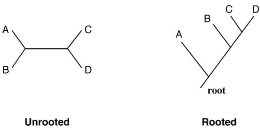 <p>2 types of phylogenetic tree</p>