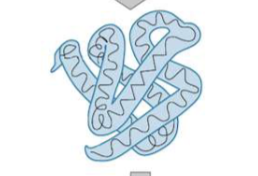 <p>the full 3D confirmation of a <strong>single</strong> polypeptide chain</p>