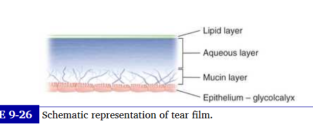 <p>tear film layers</p>