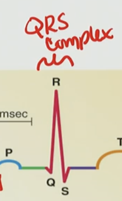 <p>D. QRS complex</p>