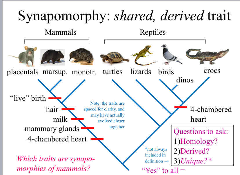 <p>Synapomorphy</p>