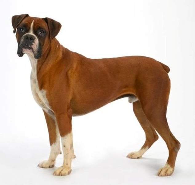 <p>- Working group<br>- Large (60-75 lbs)<br>- Fawn or brindle with white<br>- Brachycephalic (flat-nosed)<br>- Tail docked<br>- Ears traditionally cropped</p>