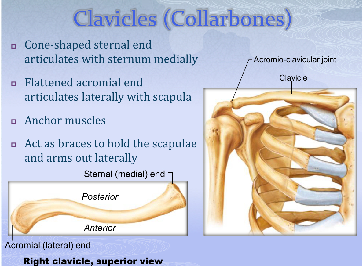 <p>Clavicle (Collarbone)</p>