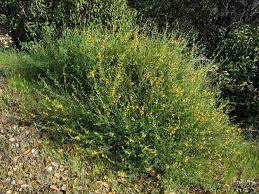 <p>Deerweed</p>