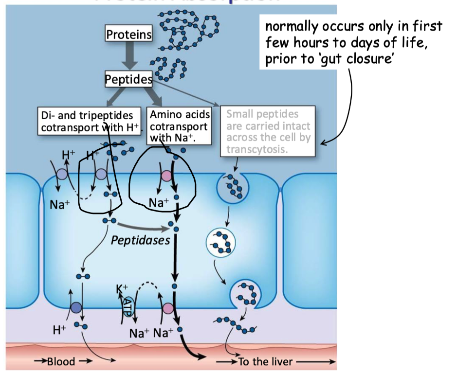 <p>di and tri peptides are cotransported w H+ into enterocytes</p><ul><li><p>di and tripeptides → enter through H+ cotransport</p><ul><li><p>broken down into individual AAs by intracellular peptidases</p></li></ul></li><li><p>AA → enter through Na+ cotransport</p></li><li><p>all intracellular AAs now enter blood through antiport with Na+ </p></li></ul><p></p>