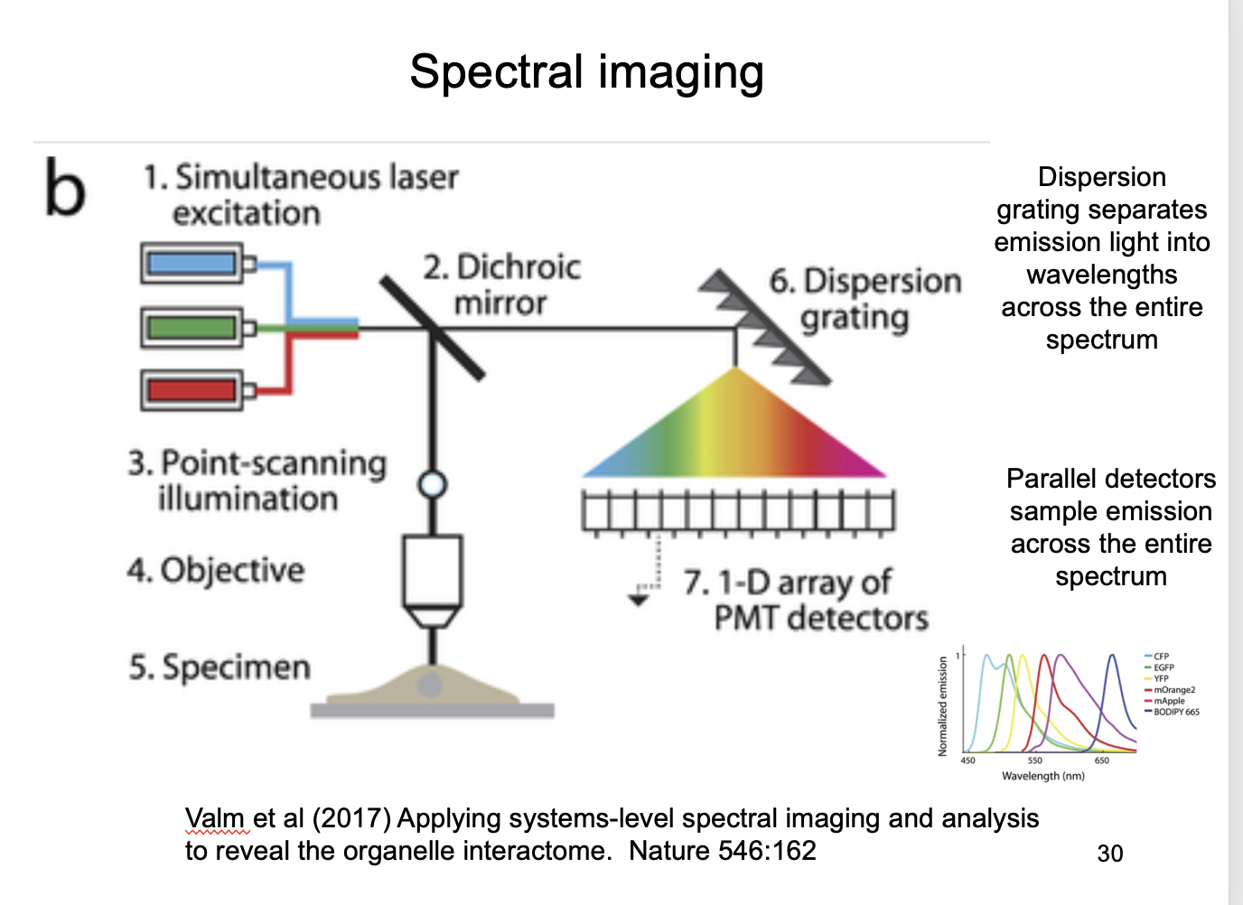 <ol><li><p>Dispersion grating separates emission light into wavelentghs across the entire spectrum</p></li><li><p>parallel detectors ample emission across the entire spectrum</p></li><li><p>Code of colour sorresponds to different organelles from 6 fulorophores</p></li></ol><p></p>