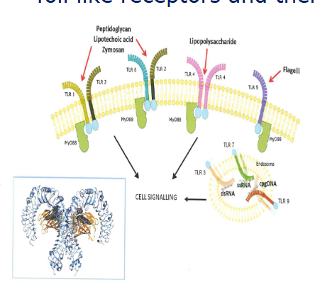 <p>Lipopolysaccharide (LPS)<br>lipoteichoic acid (LTA)<br>peptidoglycan</p><p>Bacterial flagella</p><p>Bacterial CpG DNA</p><p>Viral ssRNA and dsRNA</p><p></p><p>LPS AND LTA PRESENT IN THE BARN ETC</p>