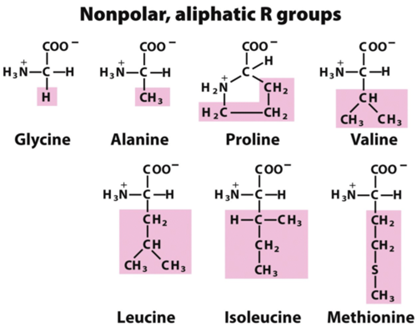 <p>non-polar amino acids and bonds. must be sequestered from water (would go in the interior of the protein in contact with non-polar side chains).</p><p>Alanine, Isoleucine, Leucine, Methionine, Phenylalanine, Tryptophan, Valine</p><p>(don't need to memorize amino acids)</p>