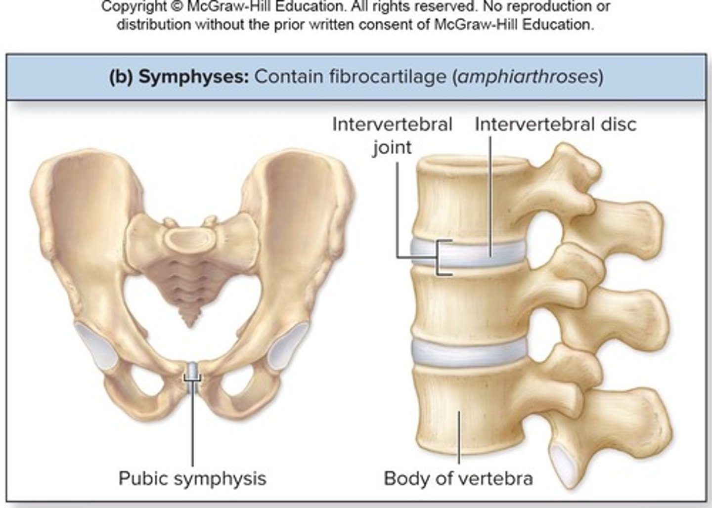 <p>Pads of fibrocartilage between articulating bones that allow slight mobility</p>