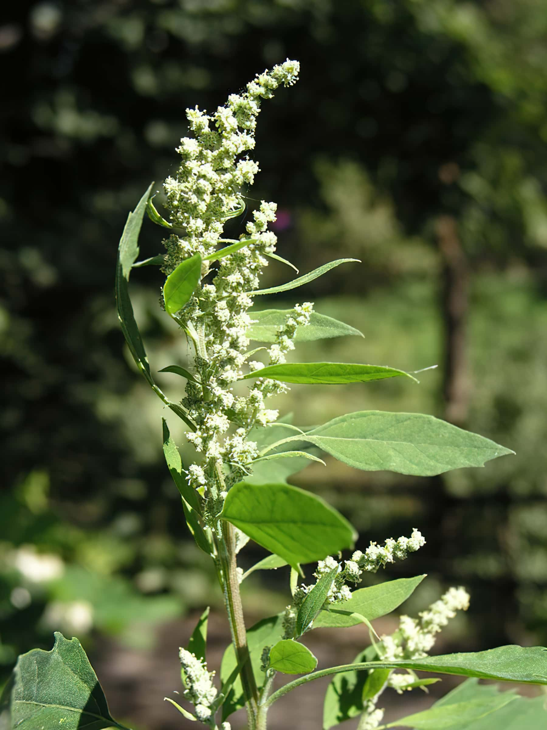 <p><em>Amaranthaceae -</em> laskavcovité</p><p><em>Chenopodium album agg.</em> - merlík bílý</p>