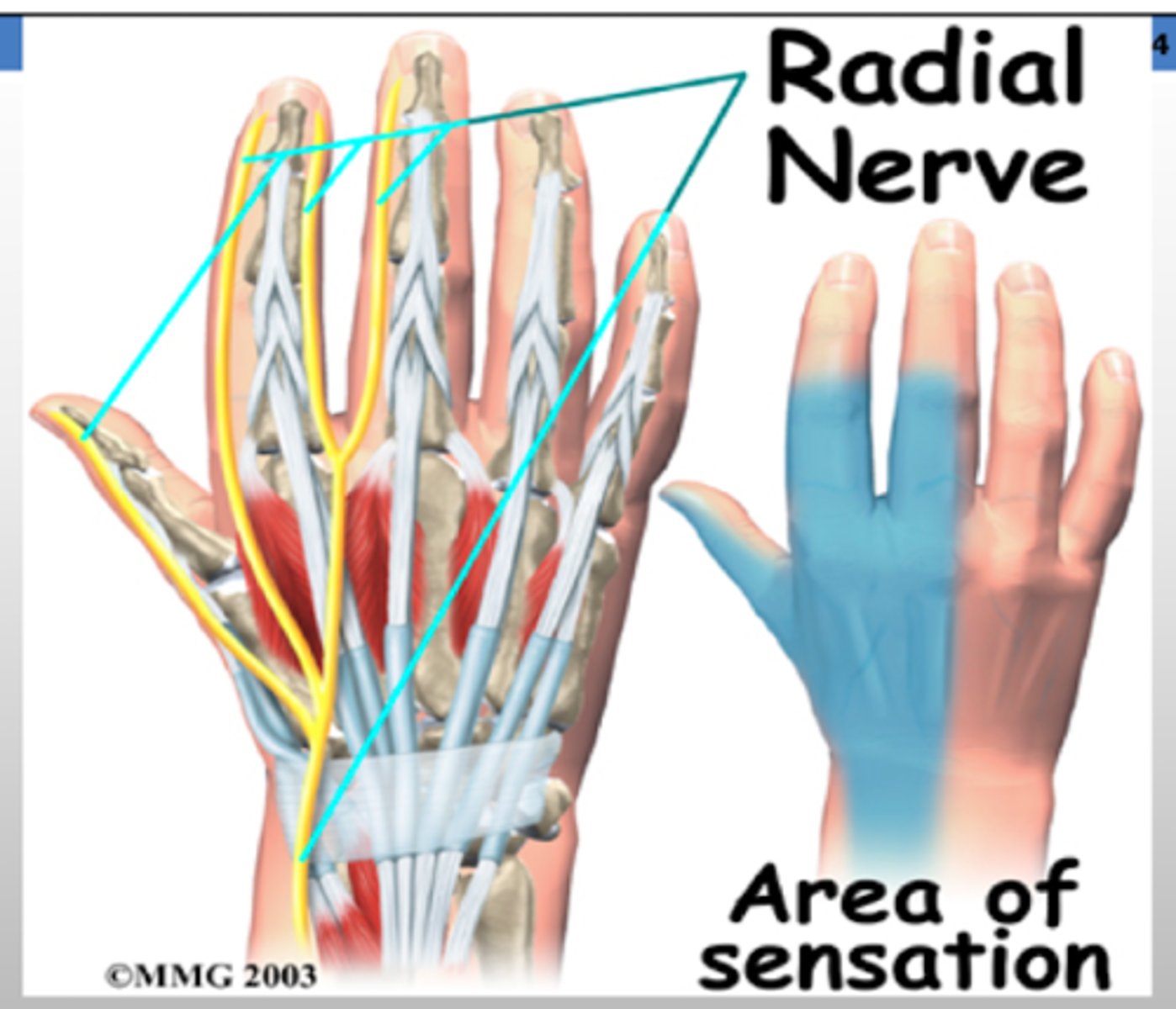<p>DORSAL HAND - 1st-3rd digit</p>