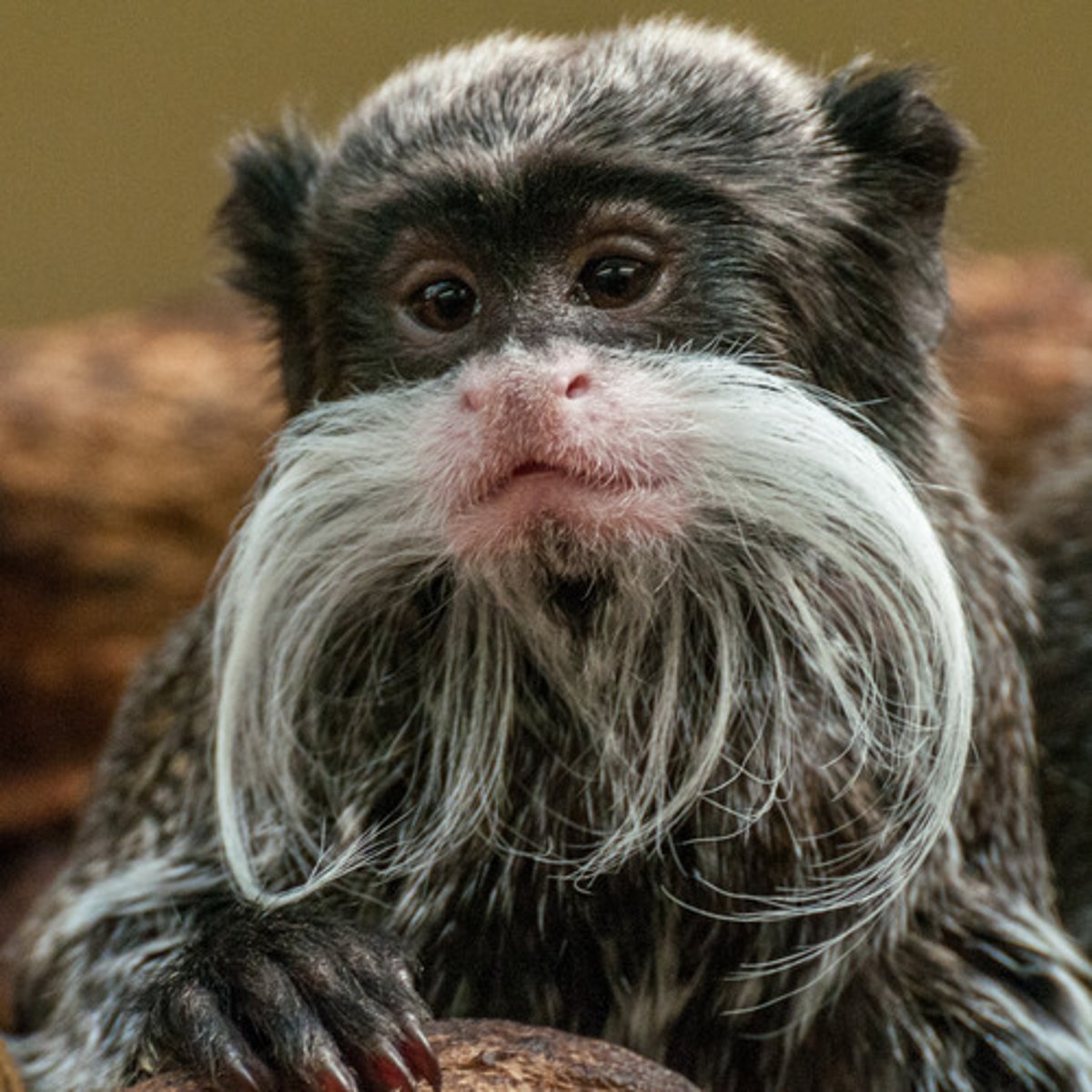 <p>Moustached Tamarin</p>