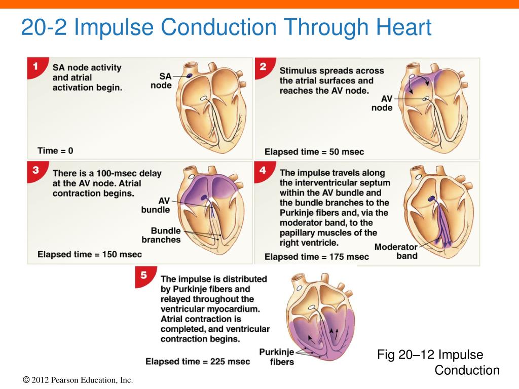 <p><span>What is the order of transmission of the electrical impulses throughout the heart?</span></p>