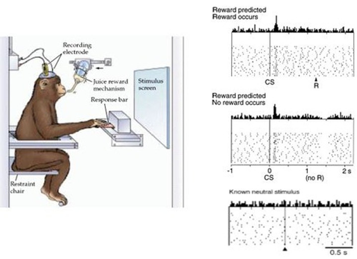 <p>Dopamine signals respond to unexpected or missing expected rewards</p>