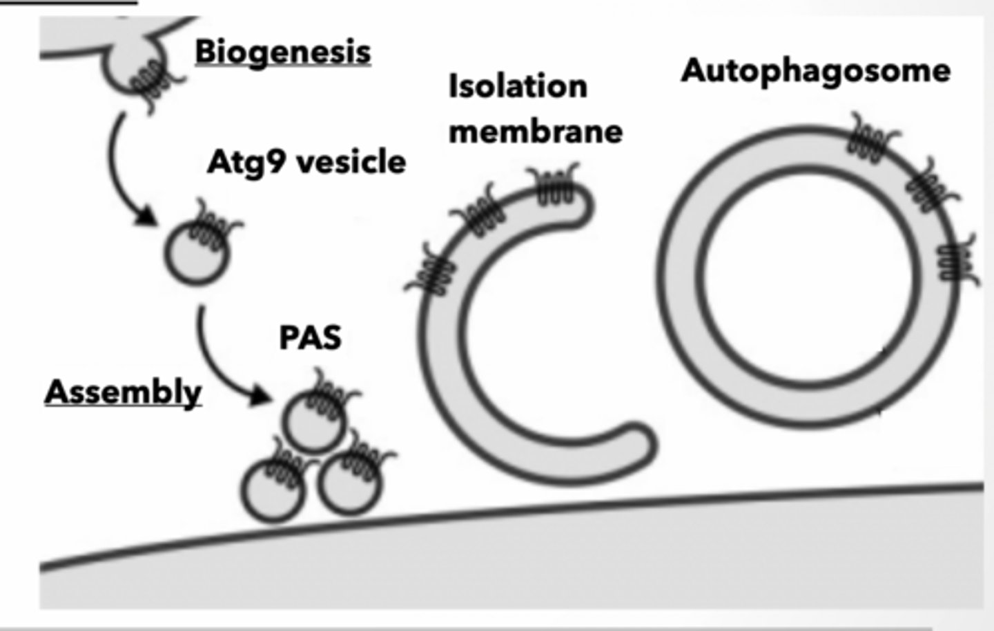 <p>ATG9 containing vesicles bud from source membrane Vesicles assemble into preautophagosomal structure (PAS) PAS forms isolation membrane</p><p>ATG9 senses PI3P to bring new membrane to forming autophagosomes</p><p>LC3-II IS A PHOSPHOLIPID TAG FOUND ONLY IN AUTOPHAGOSOMES </p><p>LC3-II is lipidated form of LC3-I </p><p>lipidation is when PE is added to LC3</p><p>LC3-II is a molecule used to “tag” PE </p><p>Found only in autophagosome </p><p>PE part of LC3-II can be inserted to membranes to allow ‘tag’ to be associated with membrane</p><p>Autophagy regulation</p><p>Starvation induced autophagy </p><p>TOR complex inhibits autophagy </p><p>anything that inhibits TOR will activate autophagy and vice versa</p><p>insulin and amino acids activate TOR Class III PI3K (kinase) activates autophagy </p><p>ATG proteins - autophagy related work with kinase to form protein complexes</p>